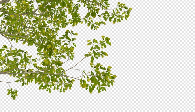 고립 된 3d 렌더링의 관목