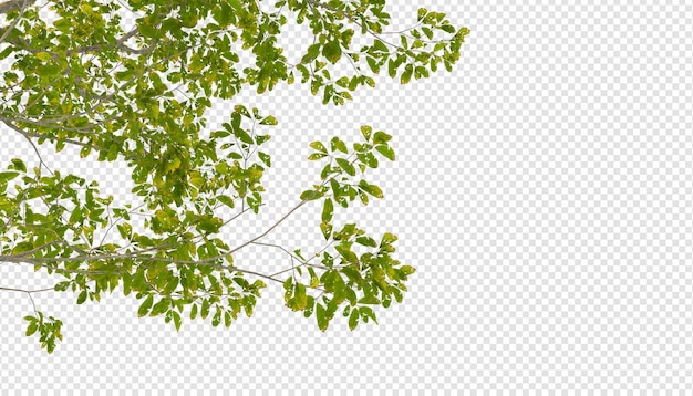 Shrubs in 3d rendering isolated