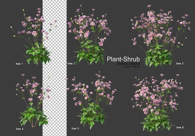 Shrubs and plants of various varieties