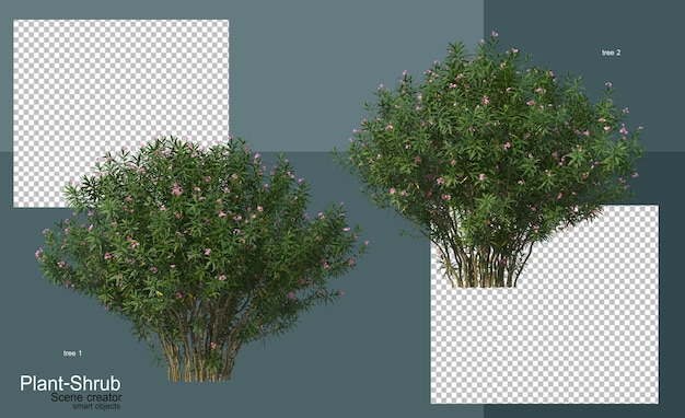 Shrubs and trees of various kinds