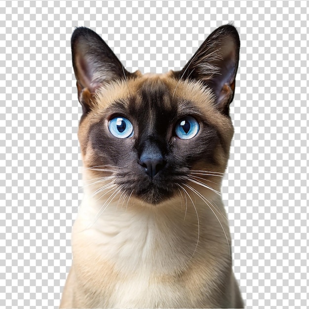 PSD gatto siamese con occhi blu sorprendenti su uno sfondo trasparente