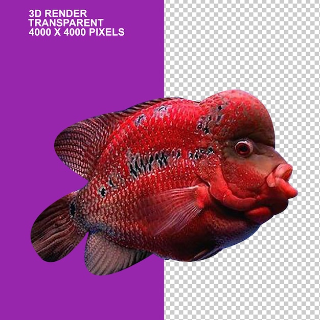 PSD siamese fighting fish kuhli loach aquarium fin fish animalshammerhead fishangry fish red