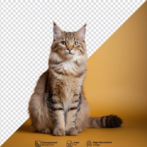 PSD siberian feline against golden backdrop isolated