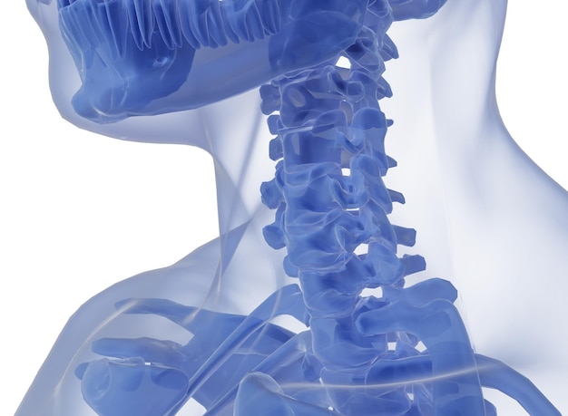 side of cervical spine