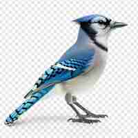 PSD side view of a blue jay on transparency background psd