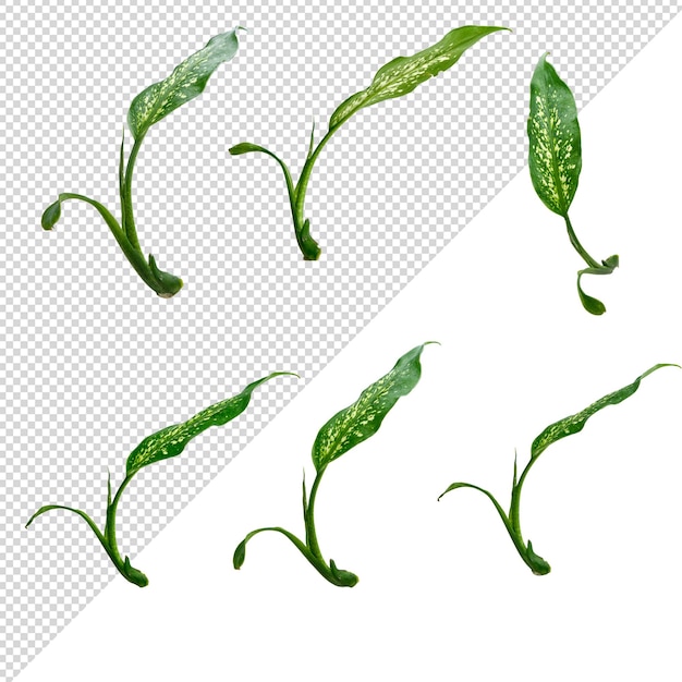 Sierplant dieffenbachia seguine transparante achtergrond