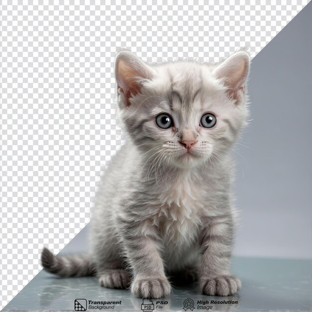 透明な背景に孤立した銀色のスコットランドの子猫
