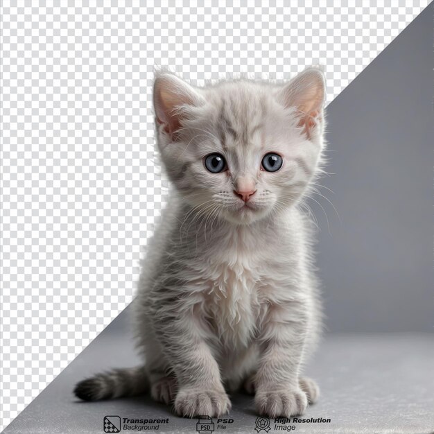 透明な背景に孤立した銀色のスコットランドの子猫