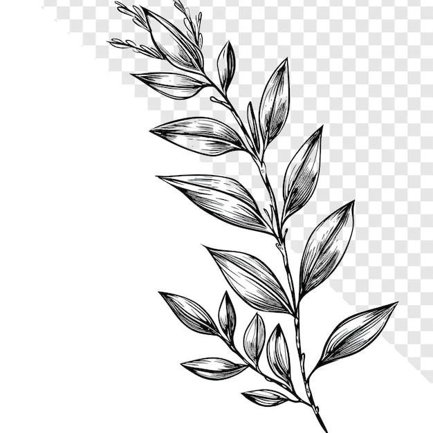 PSD simple sketch of laurel leaf on transparent background