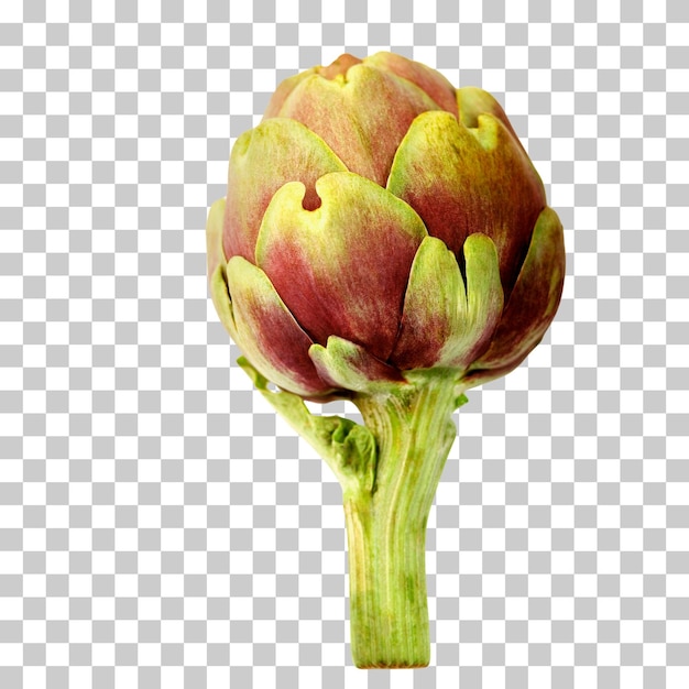 a single artichoke closeup isolated transparent background