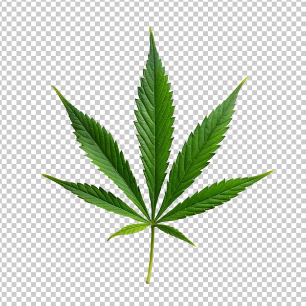 PSD single cannabis leaf in green color