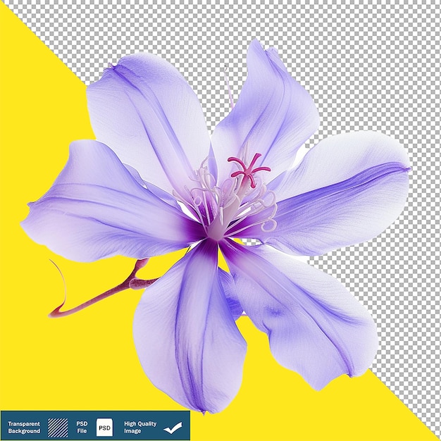 Single exotic purple flower on transparent background png psd