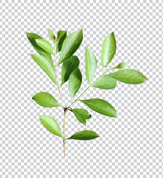 a single green leaf and tree branch on a white background