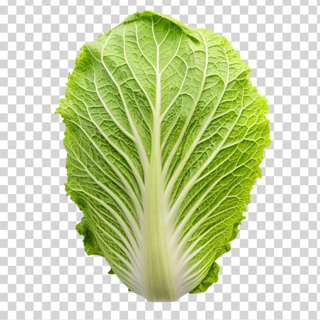 A single green napa cabbage on transparent background