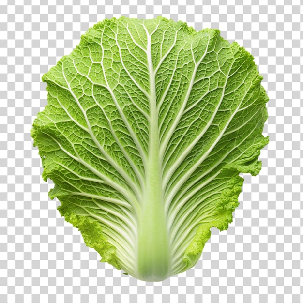 PSD a single green napa cabbage on transparent background