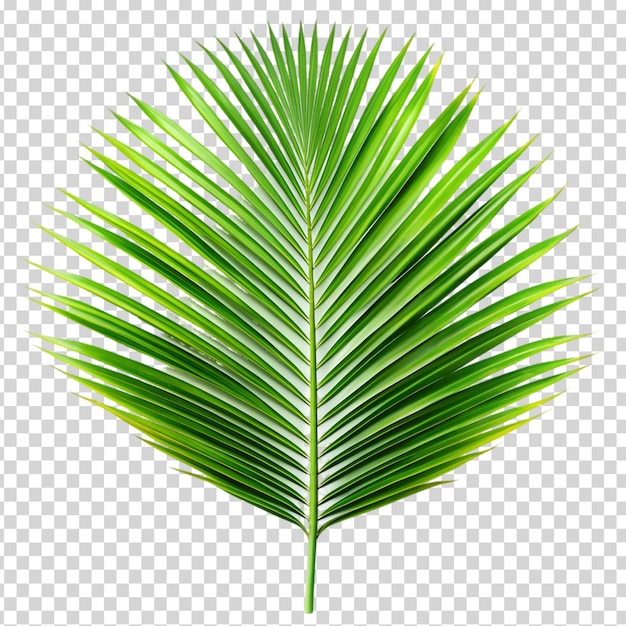 PSD a single green palm leaf with a long stem on transparent background