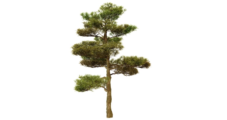 PSD single pine tree isolated on black background perfect for nature and environmental designs