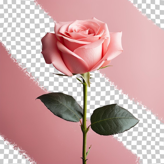 PSD a single pink rose on a transparent background