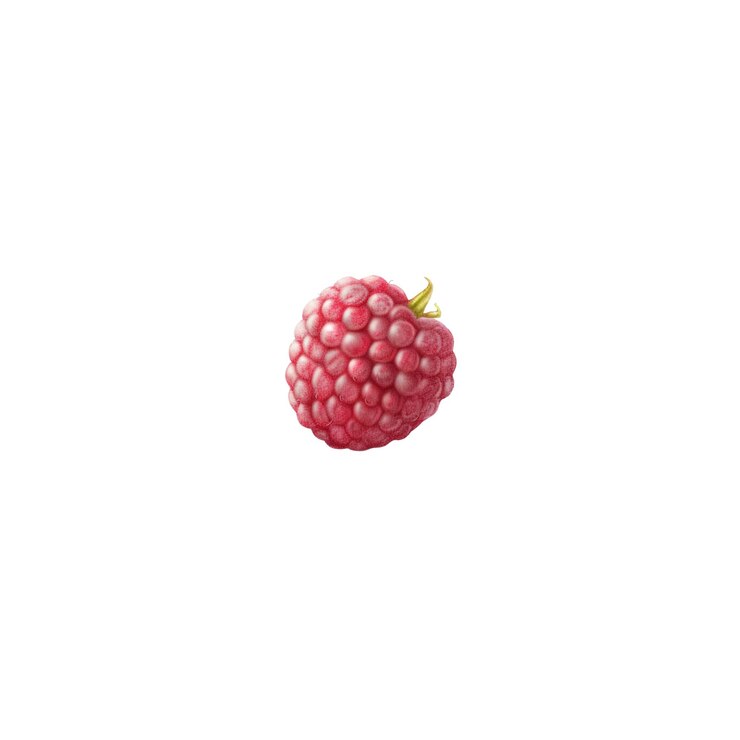 PSD single raspberry isolated on on white background