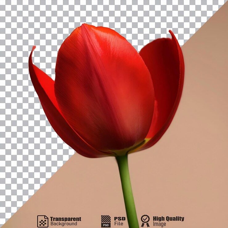 PSD a single red tulip