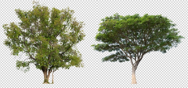 Single tree on transparent picture background with clipping path