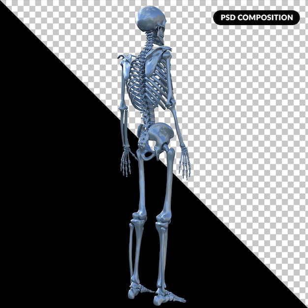 PSD skeleton x ray isolated 3d render