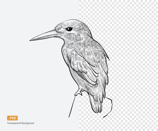 PSD sketch kingfisher