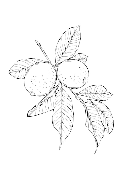 PSD a sketch of a mango tree