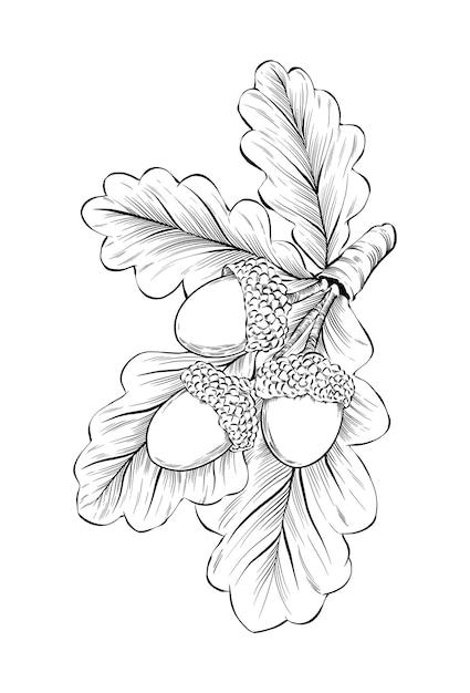 A sketch of an oak leaf with acorns.