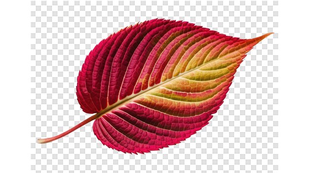 PSD sketch of a red autumn leaf with a yellow and red leaves