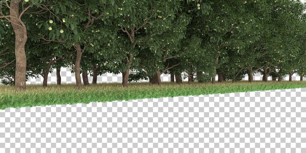 Skog på transparent bakgrund. 3D-rendera – illustration