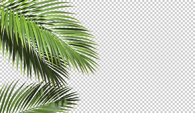 Skopiuj miejsce z obramowaniem liści palmowych na przezroczystym tle realistyczne renderowanie 3d