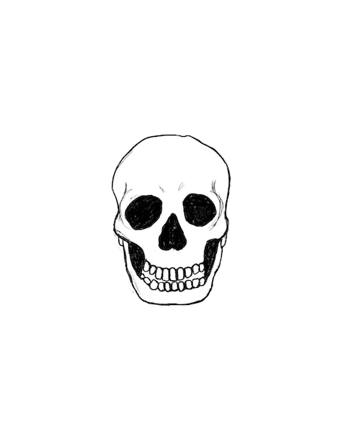 skull illustration hand drawn