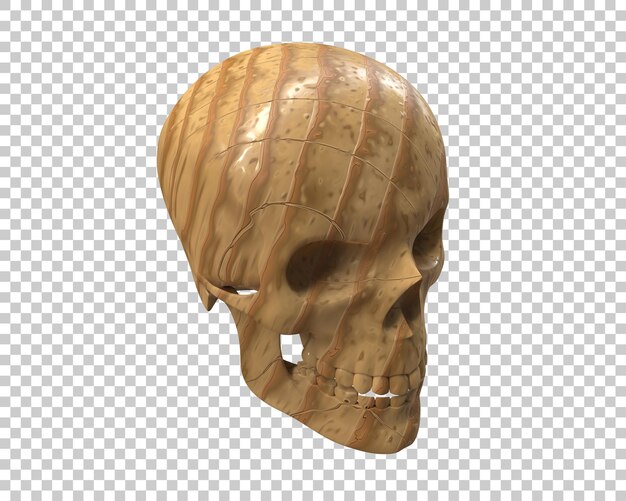 頭蓋骨を背景に分離した3dレンダリングイラスト