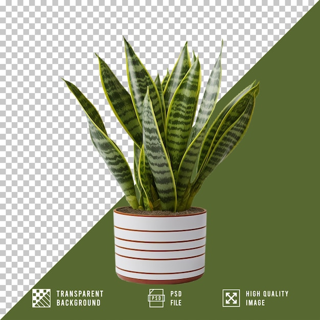 slangenbladplant
