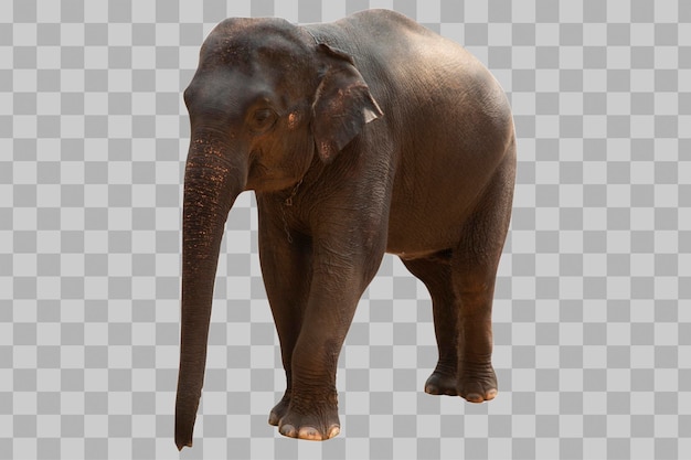 Słoń