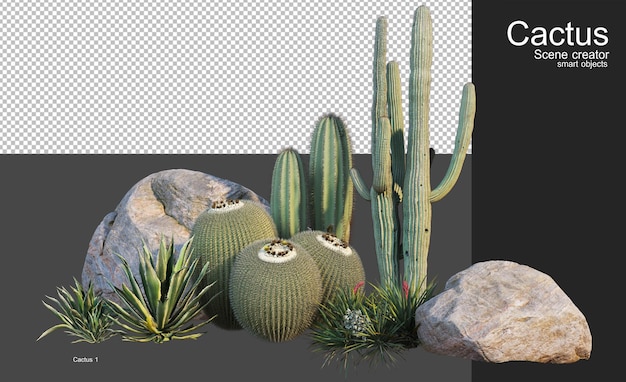 PSD un piccolo giardino con diversi tipi di cactus