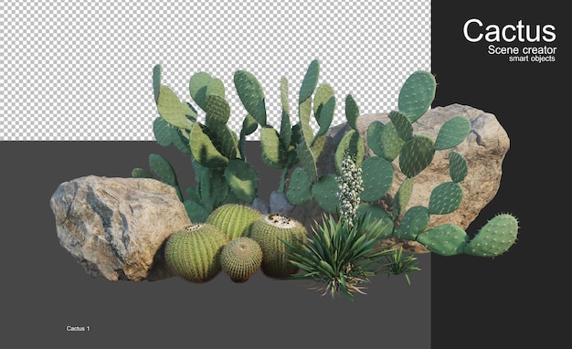 A small garden with several types of cacti