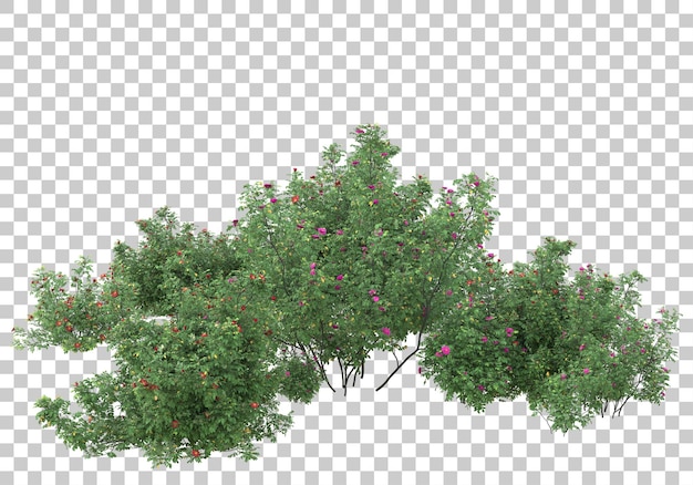 Small trees on transparent background 3d rendering illustration