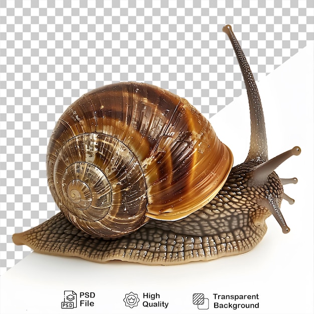 PSD snail animal on transparent background