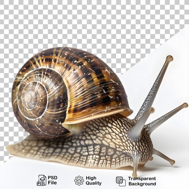 Snail animal on transparent background