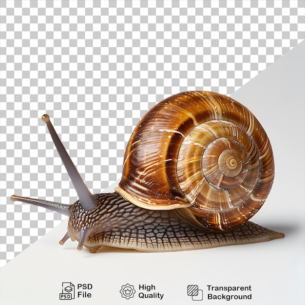 PSD snail animal on transparent background