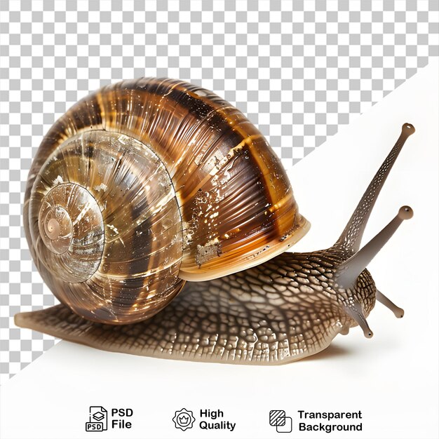 PSD snail animal on transparent background