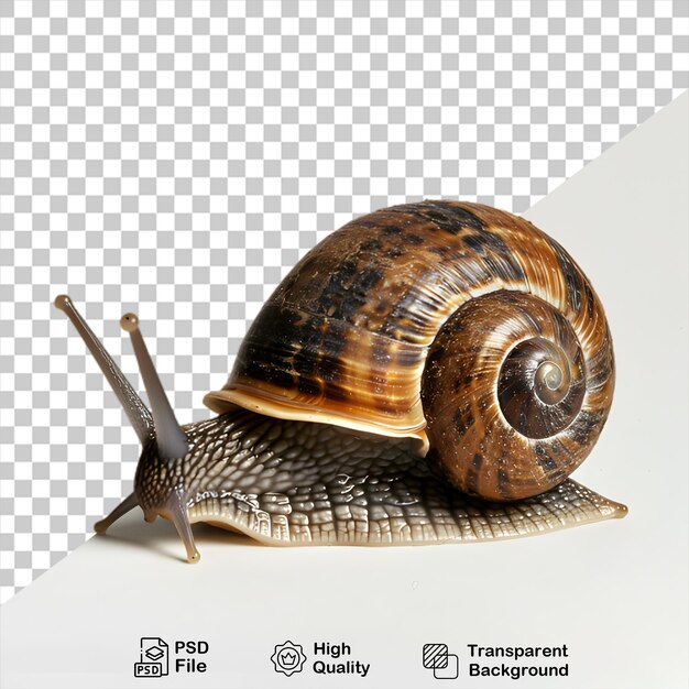 PSD snail animal on transparent background