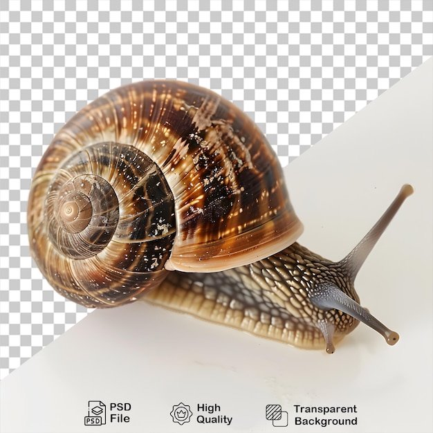 PSD snail animal on transparent background