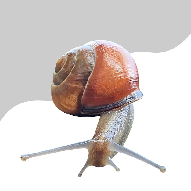 snail isolated remove background psd file