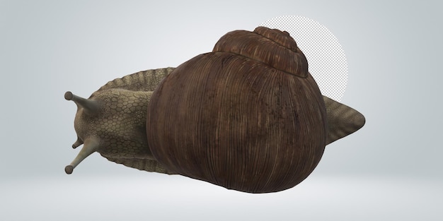 PSD snail isolated on a transparent background