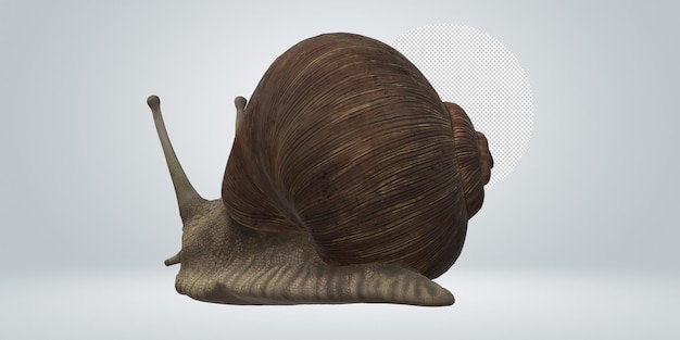 PSD snail isolated on a transparent background