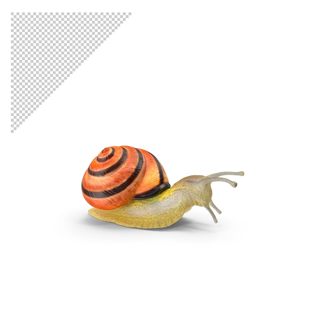 PSD snail png