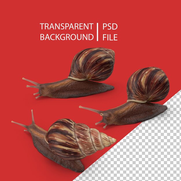 PSD snail png